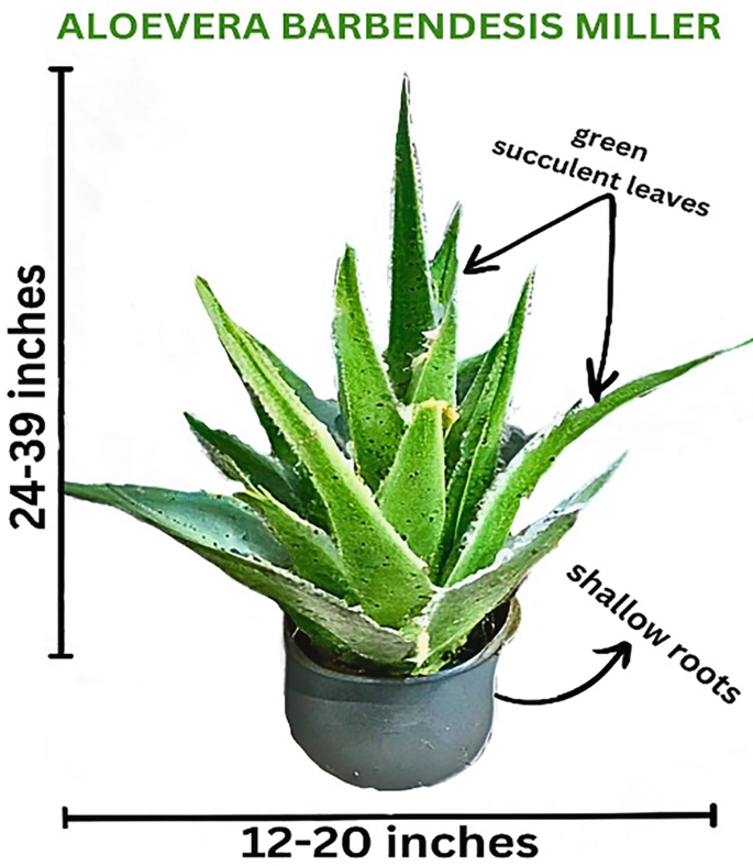 aloe vera set Aloe Vera Gel Set – Artnaturals-store main image 1