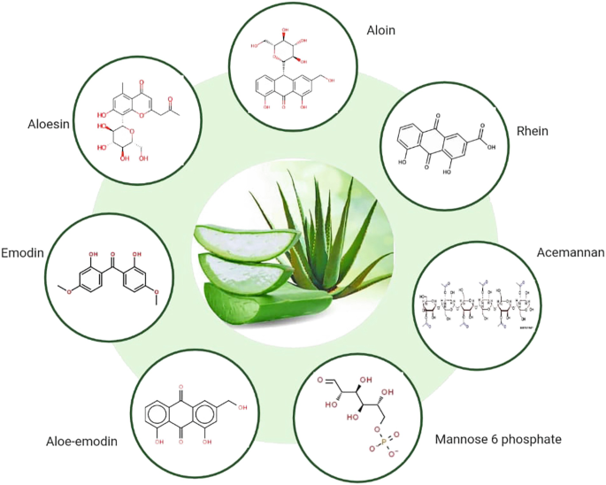 Medicinal and Nutritional Importance of Aloe barbadensis Miller in Human  Health | Springer Nature Link