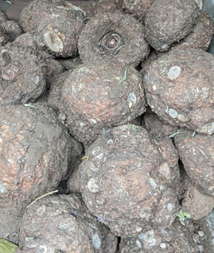 Medicinal and Nutritional Importance of Amorphophallus campanulatus in