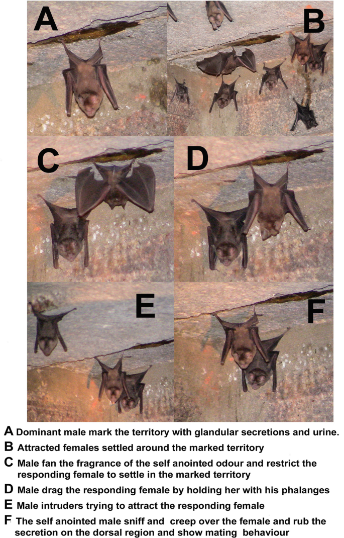 Chemical Signalling While Mating in Tropical Bats | Springer Nature ...