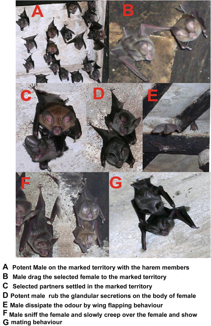 Chemical Signalling While Mating in Tropical Bats | Springer Nature ...