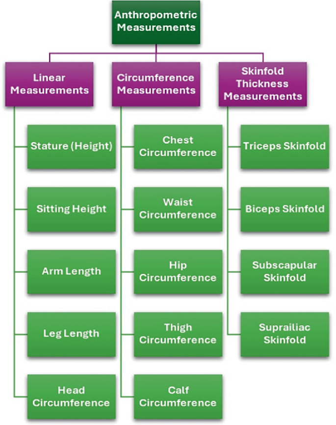 An Introduction to Anthropometry | SpringerLink