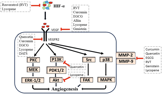Insight into the Role of Dietary Phytochemicals in Cancer Treatment and ...