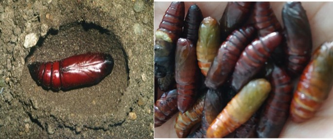 tobacco caterpillar pupa Tobacco Caterpillar: Taxonomy, Biology, and Management