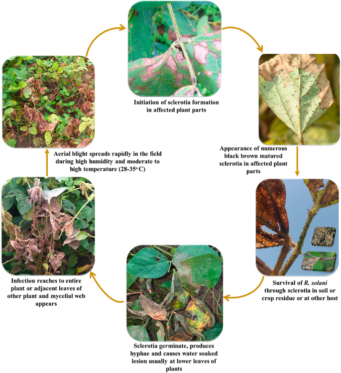 Rhizoctonia Aerial Blight: Symptomatology, Epidemiology, and Management ...