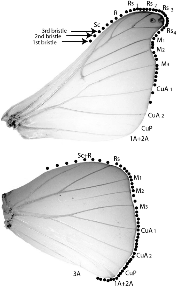 Sensory Bristles and Sensory Scales Along the Wing Margin: Morphology, Modality, Arrangement, and Function | Springer Nature Link Sensory Bristles and Sensory Scales Along the Wing Margin: Morphology, Modality, Arrangement, and Function | Springer Nature Link