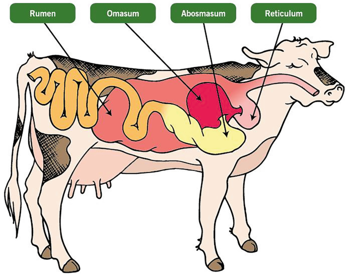 Cow Rumen Fill Biomimicking the Cow’s Digestive Principle: Sustainable Sewage ...