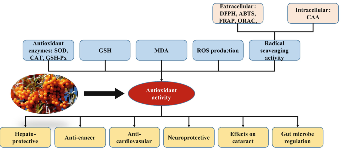 In Vitro Anti-inflammatory and Antioxidant Activities of Flavonoids ...