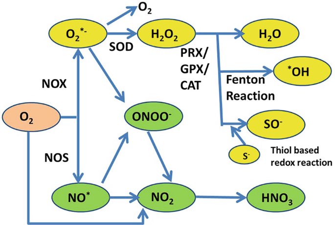 Introduction to Free Radicals