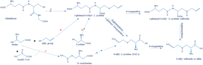 Sulfides, Polyphenolics, and Phytoestrogens as Nutraceuticals