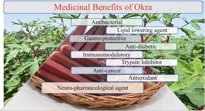does okra have glutathione Harnessing Bioactive Phytochemicals in Okra: Nutritional and Therapeutic  Perspectives