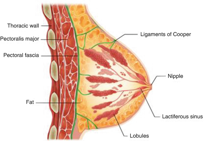 The Breast Anatomy