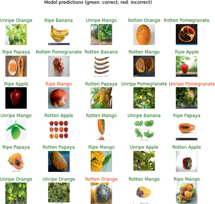 An illustration has 30 photographs of different fruits in unripe, ripe, and rotten stages. The text at the top reads model predictions which are green for correct, and red for incorrect.