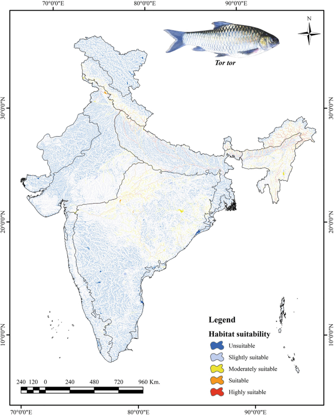 A color-coded India map of Indian drainage system with a fish at the top right labeled as Tor tor. The legend indicates habitat suitability and includes unsuitable, slightly suitable, moderately suitable, suitable, and highly suitable. Most of the regions reflect slightly suitable.