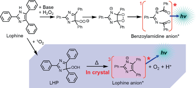 2 chemical mechanisms of lophine anion to produce photons. 1, lophine reacts with a base and H 2 O 2 to produce 2 intermediate compounds and the final product benzoylamidine anion, which emits a photon. 2, lophine reacts in the presence of O 2 to yield L H P, which further reacts to yield the lophine anion that emits photons.