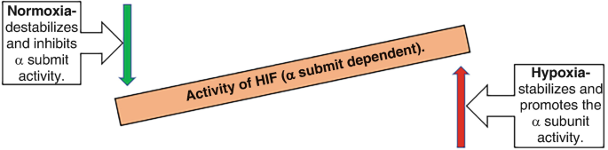 An illustration represents the activity of the hypoxia-inducible factor, alpha submit dependent. It depicts that a decreasing arrow on the left denotes, normoxia-destabilizes and inhibits alpha submit activity and an increasing arrow on the right denotes, hypoxia-stabilizes and promotes the alpha subunit activity.