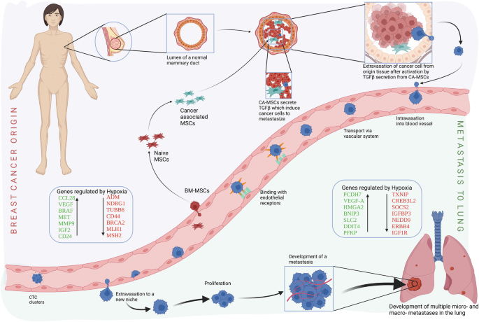 An illustration of micro- and macro breast cancer in the lungs and transport in the vascular system. A human model has lumens of mammary ducts highlighted, illustrating cancer cells. The lungs are illustrated with metastasis development, proliferation, and extravasation to a new niche.