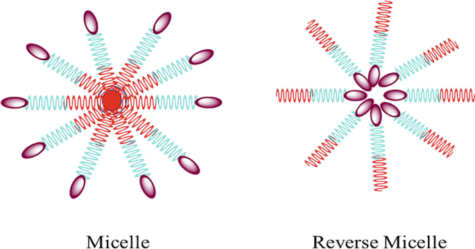 2 schematic diagrams represent types of micelles. It includes micelle on the left and reverse micelle on the right.