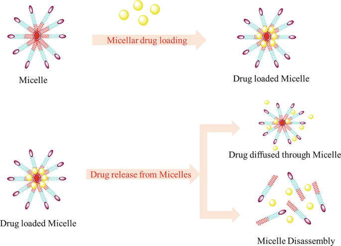 2 sets of illustrations demonstrate micellar drug loading and drug release from micelle. Top panel: Micelle undergoes micellar drug loading and results in the drug-loaded micelle. Bottom panel: Drug-loaded micelle undergoes drug release from micelles and results in drug diffused through micelle and micelle disassembly.