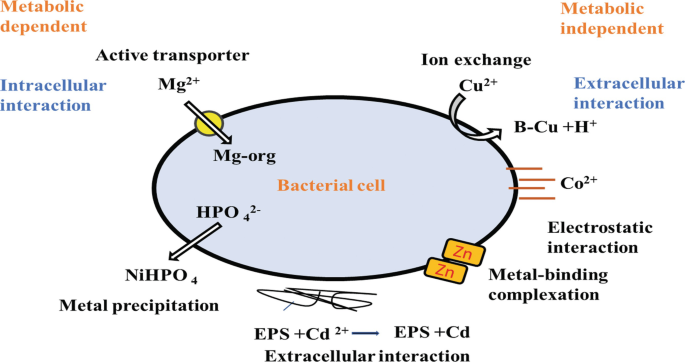 An illustration depicts metal and microbe interactions by different methods, such as active transporter, metal precipitation, extracellular interaction, metal-binding complexation, electrostatic interaction, ion exchange, and intracellular interaction.