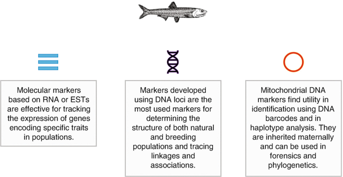 The Application of Molecular Markers in Fish Breeding and