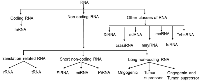 A classification of R N A that leads to coding R N A, non-coding R N A, and other classes of R N A. Non-coding R N A is classified into translation-related R N A, short non-coding R N A, and long non-coding R N A.