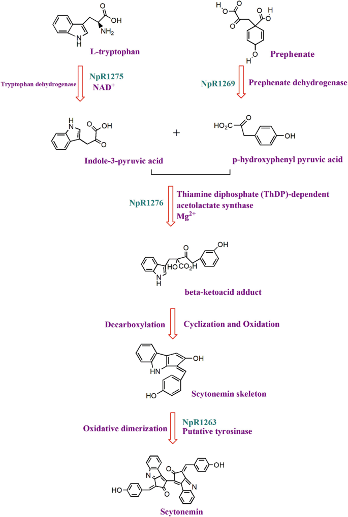 A flowchart of the scytonemin biosynthesis pathway. L tryptophan and prephenate get converted to indole 3 pyruvic acid and p hydroxyphenyl pyruvic acid respectively. The 2 molecules combine to form a beta ketoacid adduct, followed by scytonemin skeleton. The final product is scytonemin molecule.