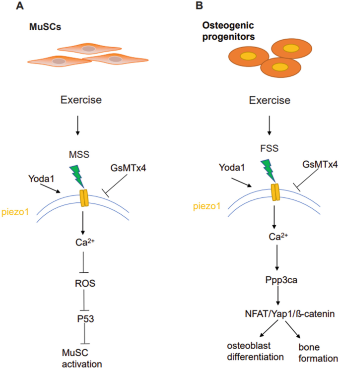 Stem Cell Mobilization Is Enhanced with Higher Pressure Oxygen