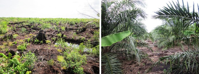 A set of 2 photographs of vegetation. 1. Different bushes and wet soil types are visible, with a small pond at the right. 2. Palm trees and banana trees with wet soil.