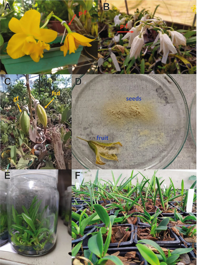 The Physioogy of Tropical Orchids in Relation To The Industry