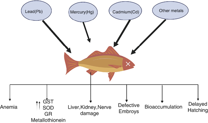 PDF) Embryo-toxic effects of lead nitrate of the African catfish