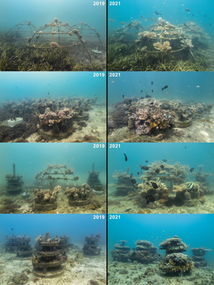 Eight photos of the coral reefs in the deep sea in 2019 and 2021 with less and more prominent growth, respectively.