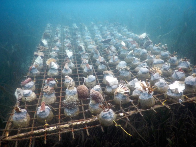 A photograph of the bed of coral nurseries in the deep water.