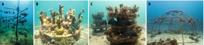 Four photographs of corals developed on the artificial reefs in the deep sea. They are marked from A to D.
