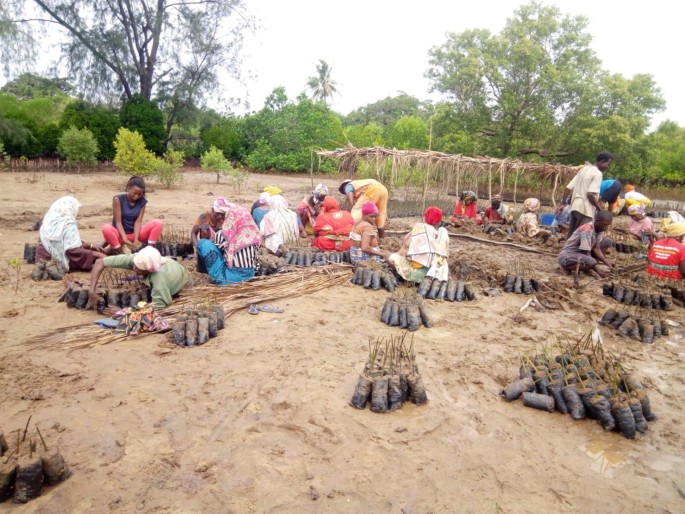 A photograph of villagers sitting in groups on the ground and preparing mangrove plantlets. The plantlets are packed and arranged in piles near them.