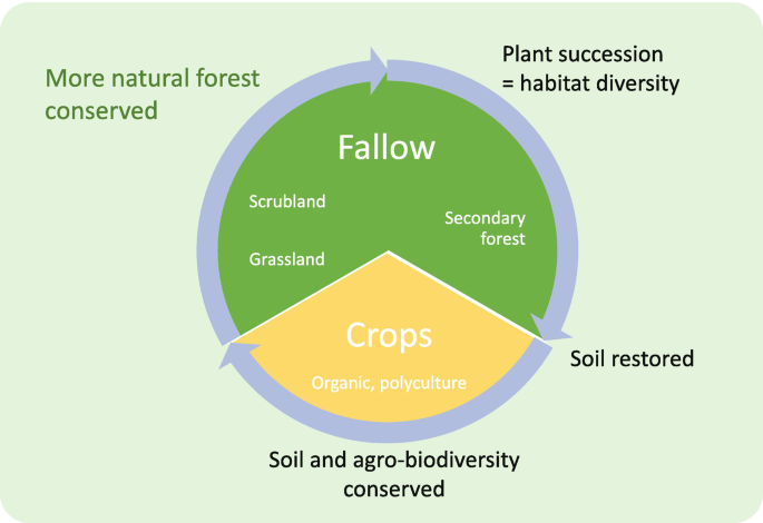 A pie chart with arrows over the major and minor sectors in a clockwise direction. The arrows indicate plant succession, soil restored, and soil and agro-biodiversity conserved in a clockwise manner. The major sector is labeled fallow, and the minor sector is labeled crops.