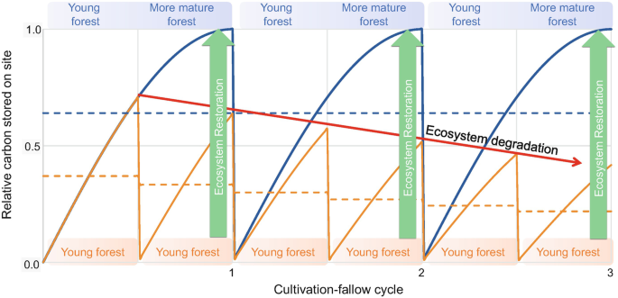 A line graph plots the relative carbon stored on site versus the cultivation-fallow cycle. Y-axis is divided into 3 sections. Each section has 2 triangle waves and an upward arrow for ecosystem restoration. A declining arrow labeled ecosystem degradation is plotted at the tip of the triangle waves.