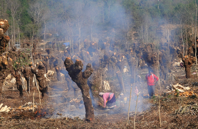 A photo of a forest illustrates wooden logs left after burning tree tops. A few individuals are working. On the left, the fire is lit with smoke emissions. There are tall trees in the background.