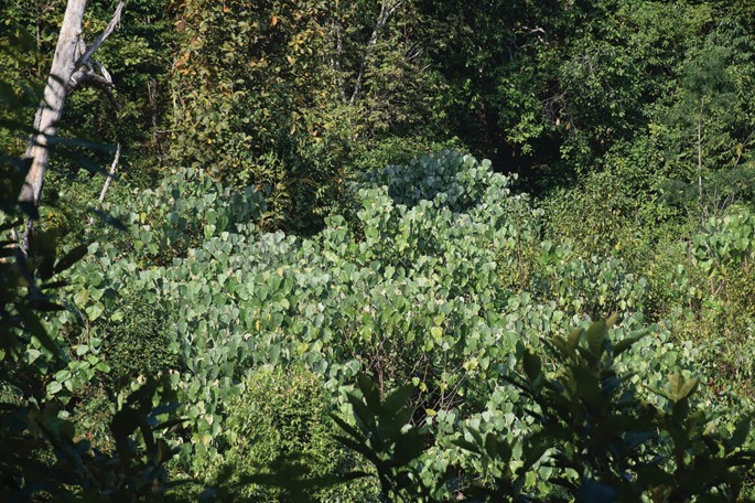A photo of Macaranga denticulata growing densely in the foreground. Its leaves are in focus. There are tall trees in the background.