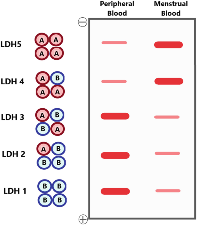 A schematic representation of an immunoassay plate. L D H 5 and L D H 5 have a better expression in Menstrual blood. L D H 3, L D H 2, and L D 1 have better expression in peripheral blood.