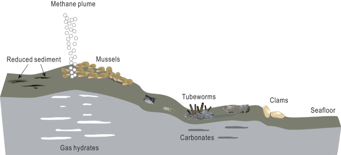 An illustration of the seep segment in the South China Sea. It consists of reduced sediment, a methane plume, mussels, tubeworms, and clams on the seafloor. Below the seafloor are gas hydrants and carbonates.