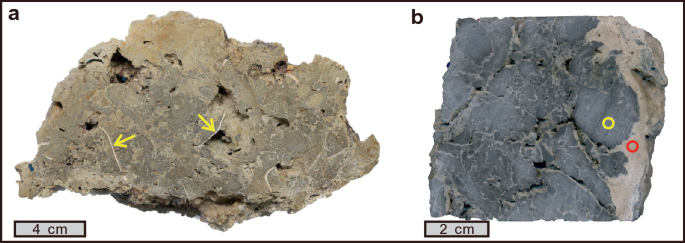 Two photographs of seep carbonate samples of 4 and 2 centimeters in size. Certain parts of the samples are highlighted and marked.