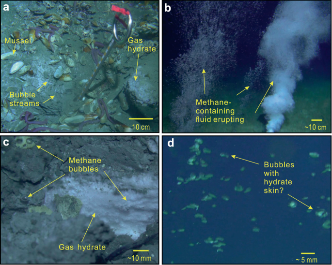 A set of 4 photographs, a to d. A has a sea floor with dead fish on the surface. It has labels for mussel, bubble streams, and gas hydrate. B has 2 underwater eruptions. They are labeled as methane-containing fluid erupting. C has a rocky surface with sheets of bubbles on it. It has labels for methane bubbles and gas hydrate. D has dot like structures on a dark background. They are labeled as bubbles with hydrate skin.