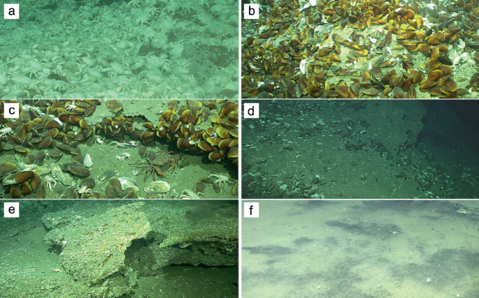 A set of 6 photographs of habitat at site F. A has a cluster of squat lobsters underwater. B and C have clusters of mussels with shrimps on the sea bed. D has fragments of shells floating under water. E has underwater rocks covered in sponges and corals. F has dark clusters over the seabed.