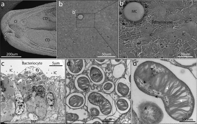 A set of 4 electron microscopy images of gill of G platifronsa, a to d. A is at the scale of 200 micron with labels for C i and C D. B has two images. First is at the scale of 50 micron with the label B dash. The second image is at the scale of 10 micron. It is a zoomed in image of b dash with labels for M C, bacteriocyte, and I C. C is at the scale of 5 micron with labels for I C, M O B, P L, N u, N d, S L, and B M. D has two images. First is at the scale of 1 micron with circular structures are labels M O B and d dash. The second image is at the scale of 500 newton meter. It is a zoom in on M O B.