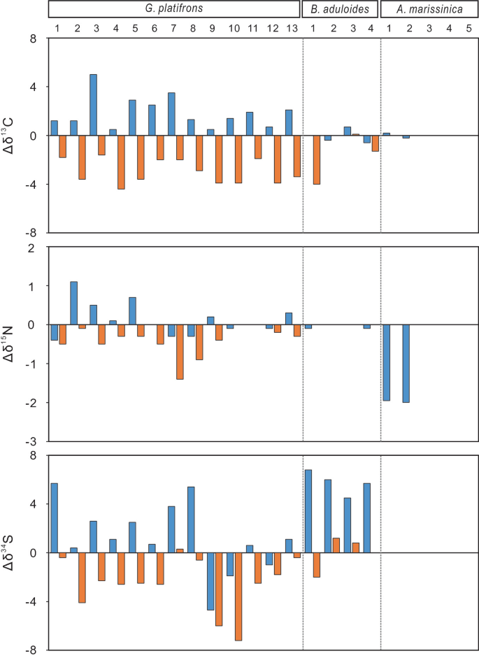 3 positive-negative bar graphs plot uppercase delta lowercase delta versus G platifrons 1 to 13, B aduloides 1 to 4, and A marissinica 1 to 5. The first graph has the highest positive bar for 3 G platifrons and the lowest negative bar for 4 G platifrons. The second graph has the highest positive bar for 2 G platifrons and lowest negative bar for 2 A marissinica. The third graph has the highest positive bar for 1 B aduloides and lowest negative bar for 10 G platifrons.