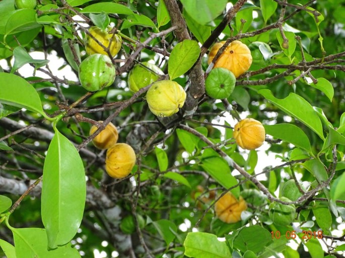 Mangosteen (Garcinia mangostana L.) | Springer Nature Link