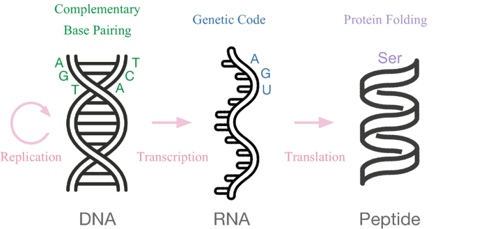 Three illustrations of the complementary base pairing of D N A with helical structure, the genetic code of R N A with the wave structure, and the protein folding of the peptide in the form of a spiral.