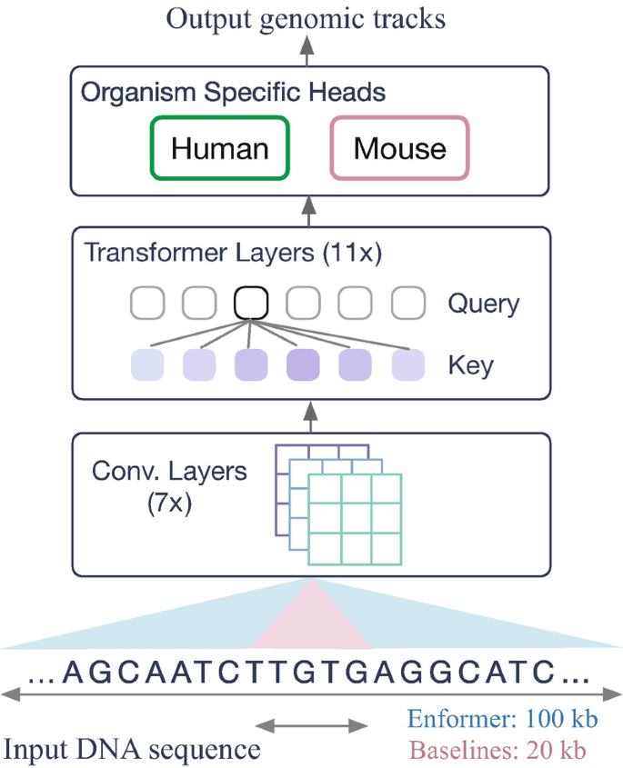 An illustration of the structure of the Enformer model is as follows. Input D N A sequence, convolution layers, transformer layers, organism-specific heads, and output genomic tracks.