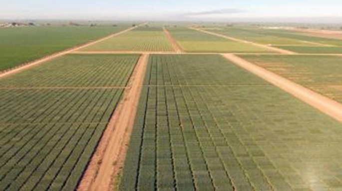 An aerial photograph of an agricultural field. The rectangular patches of land have crops grown in columns.